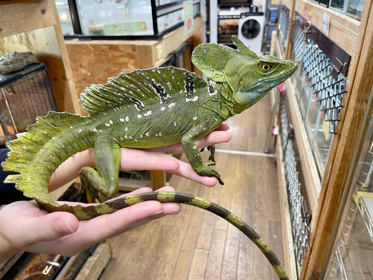 グリーンバシリスク(1)