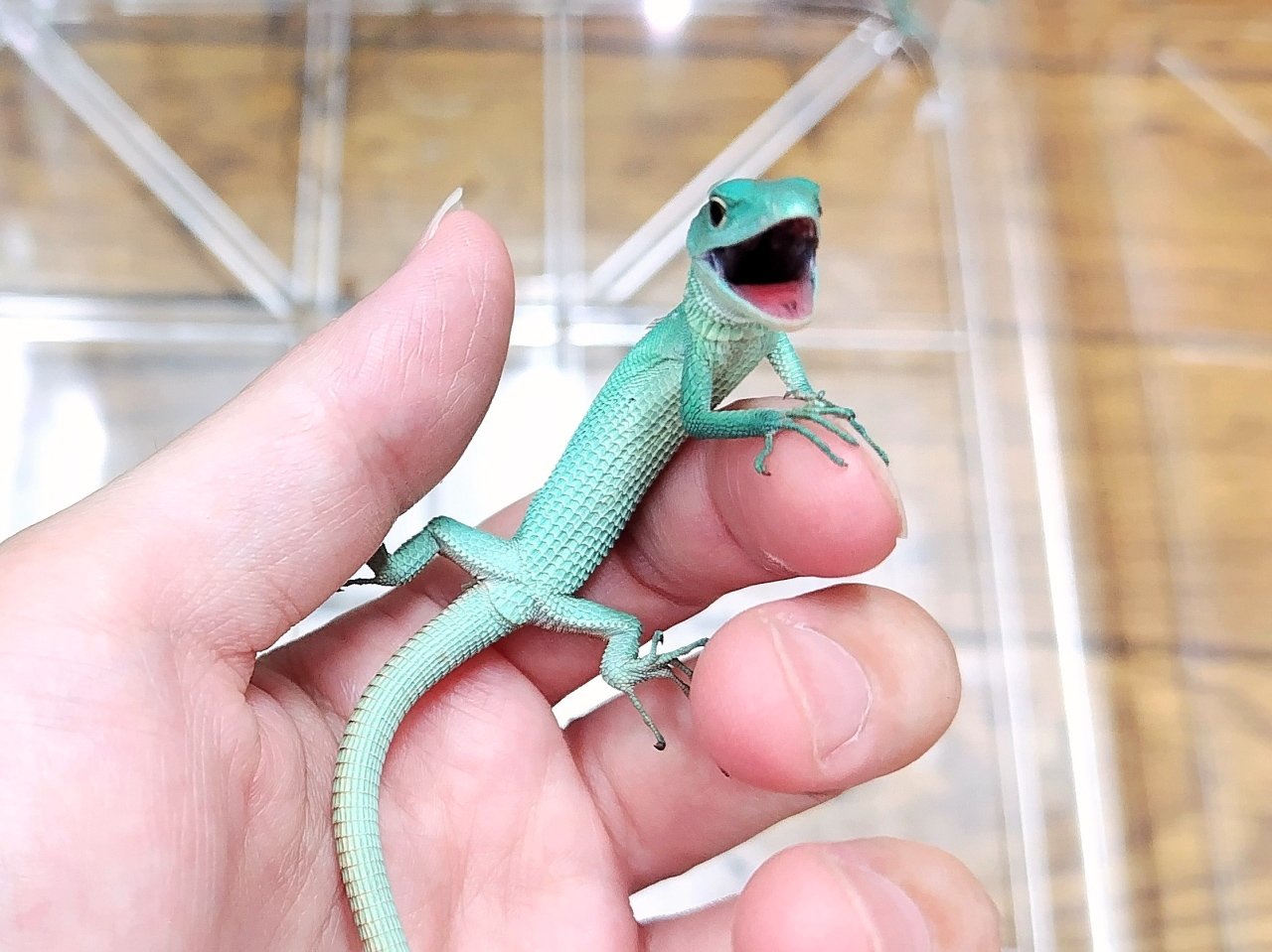 ミドリガストロカナヘビ(6)