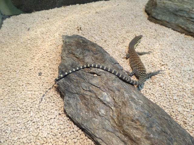 キンバリーロックモニター(5)