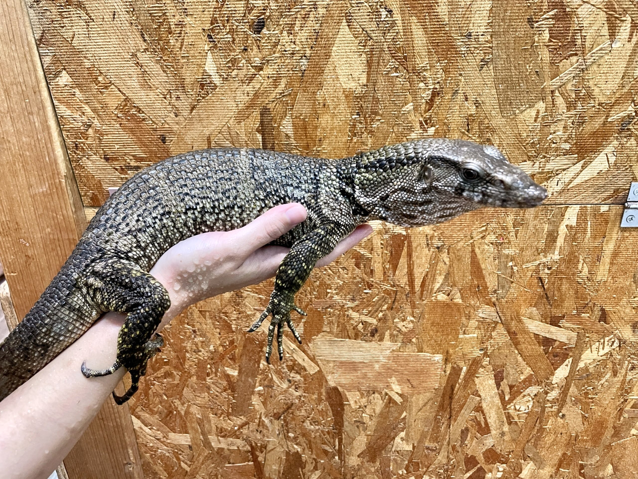 デュメリルモニター(9)