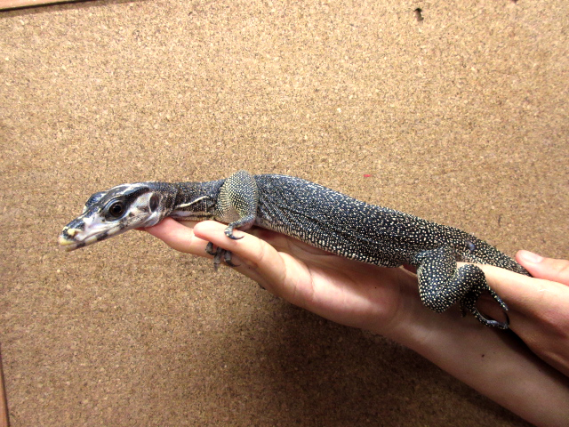 ホワイトヘッドモニター(4)