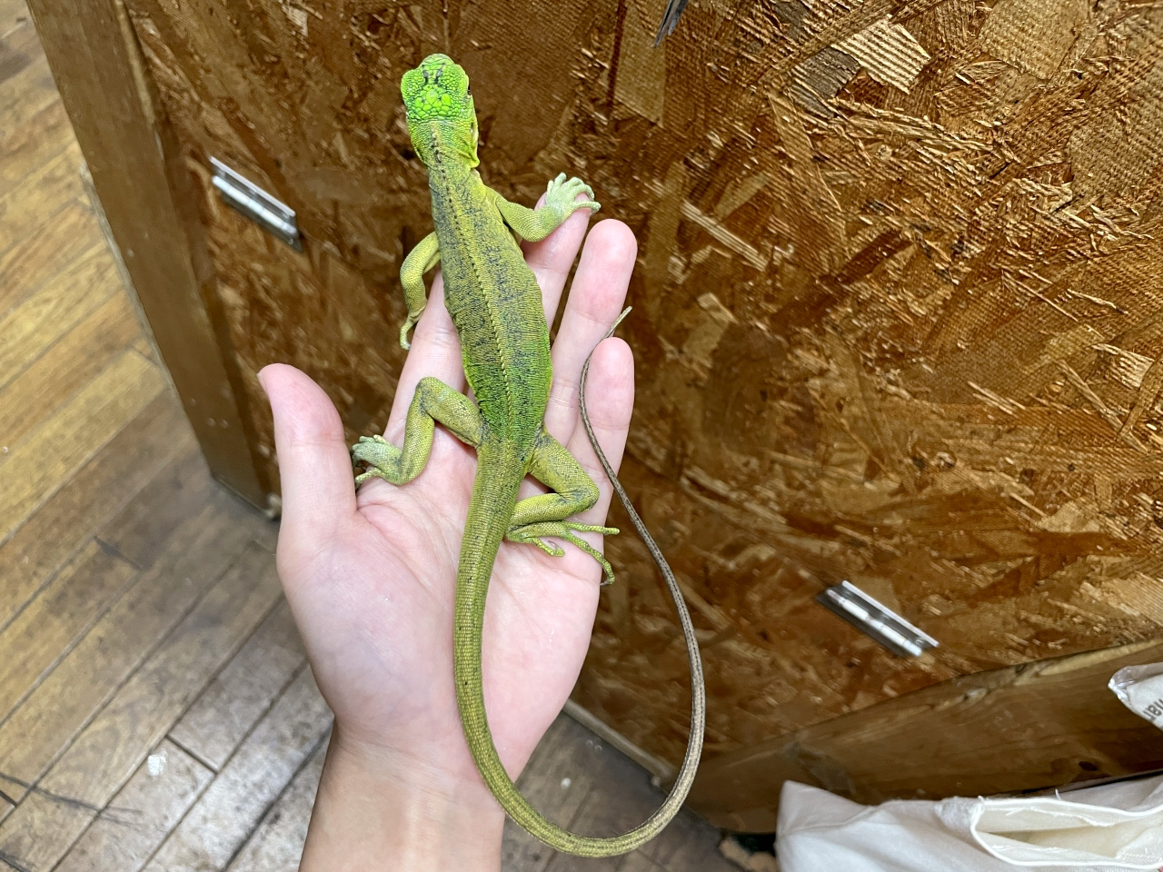 レッサーアンティルイグアナ(6)