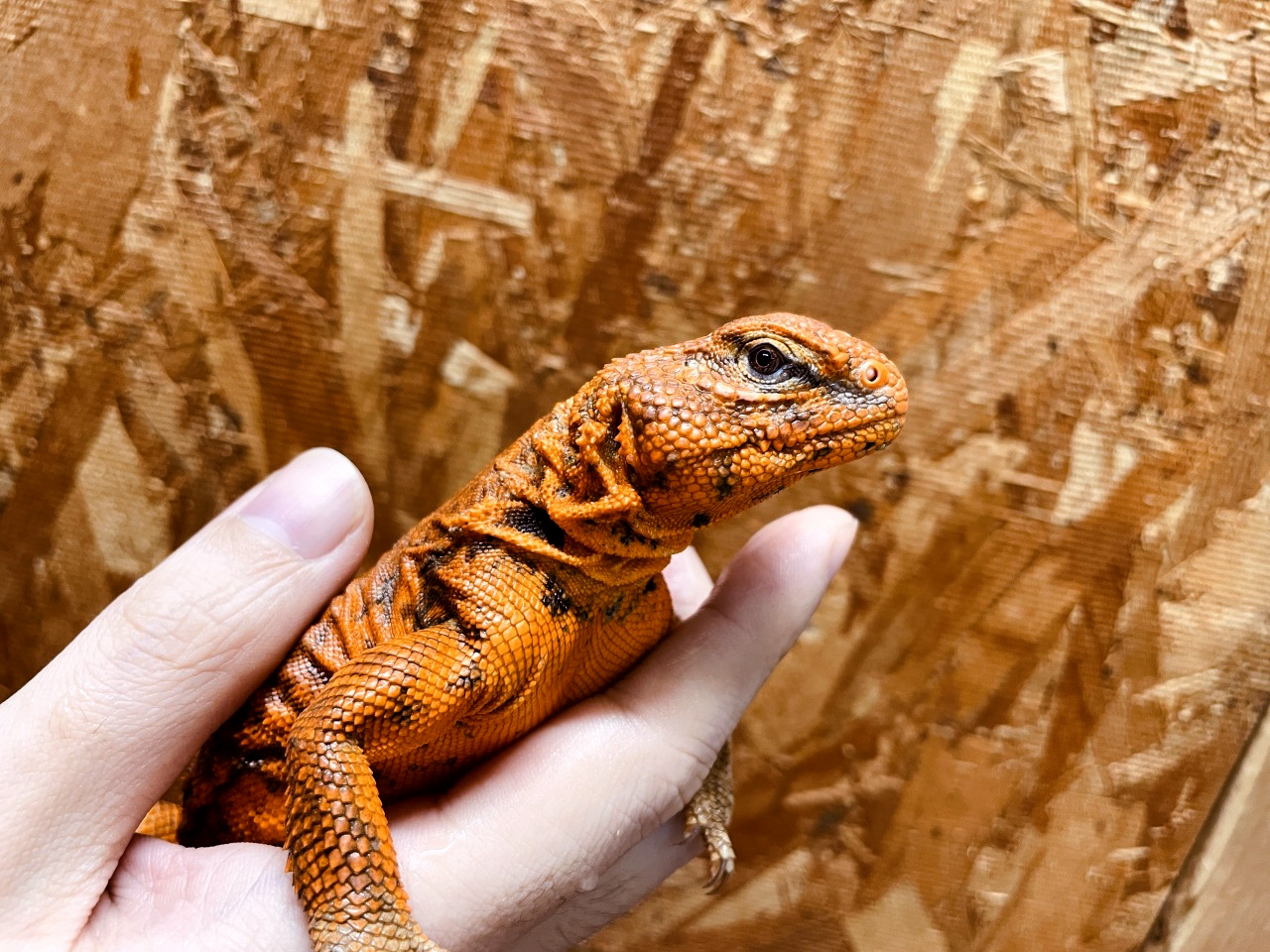 ゲイリートゲオアガマ(9)