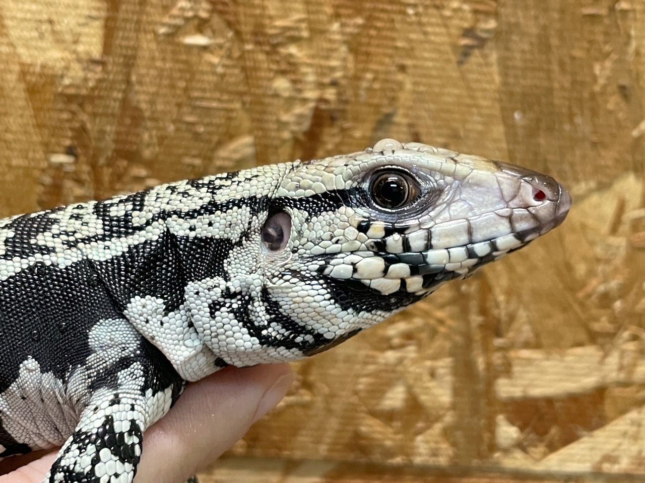 アルゼンチンブラックアンドホワイトテグー(6)