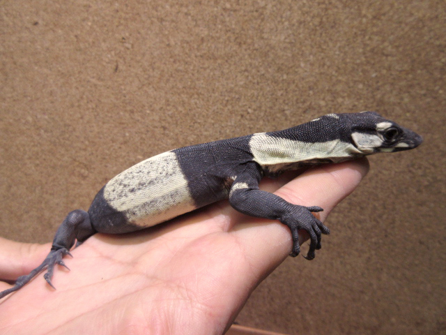 レースモニター(10)