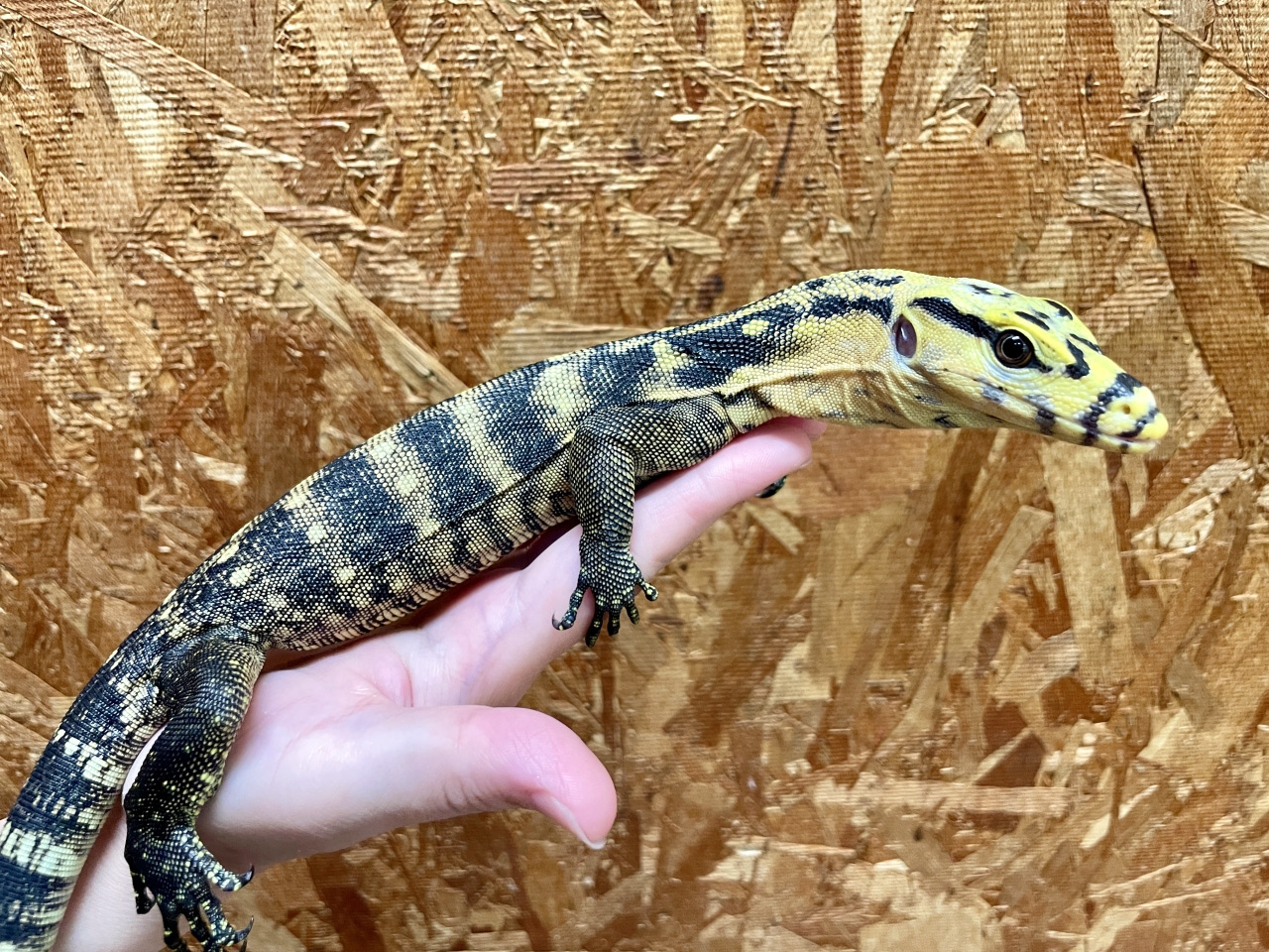 カミンギーモニター(10)