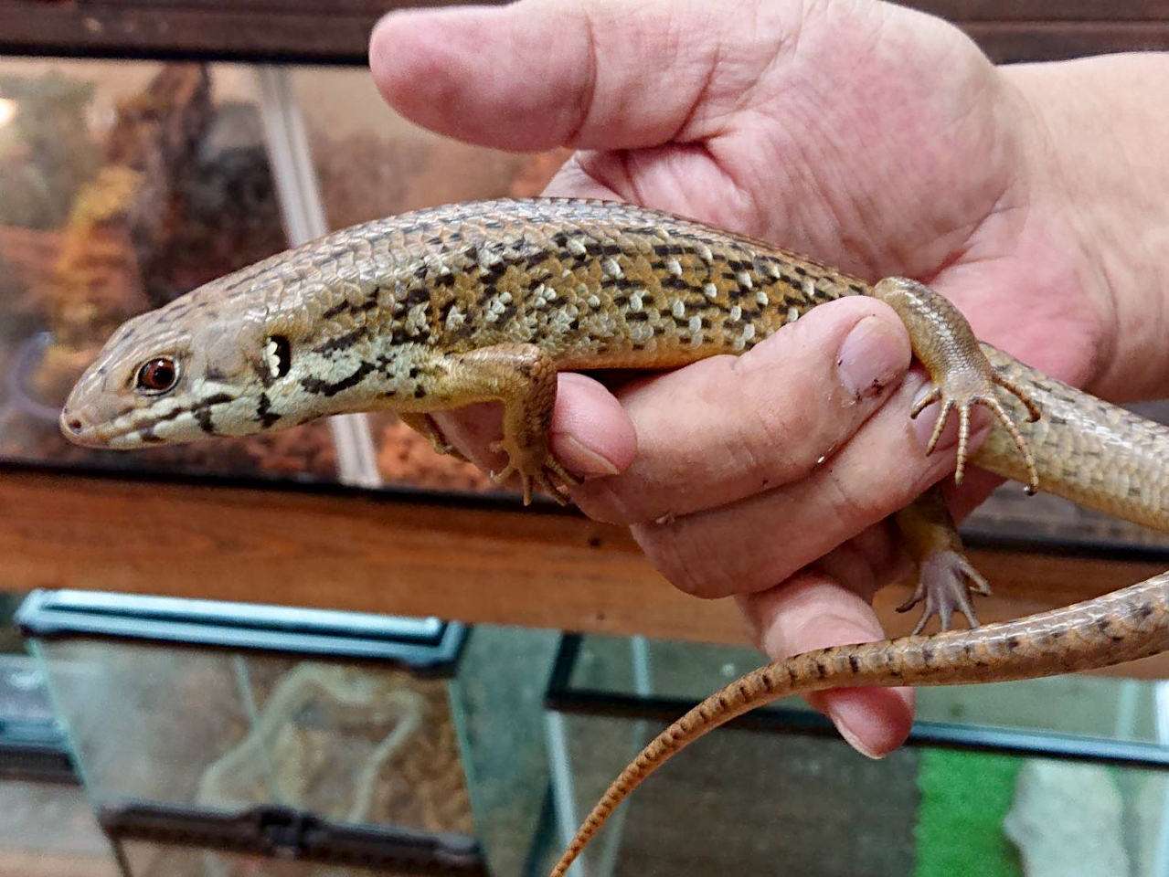 フレーリーイワトカゲ(3)