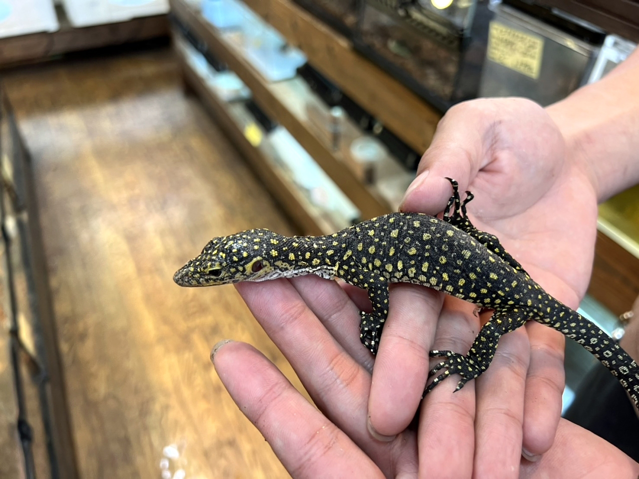 カイケチルモニター(9)