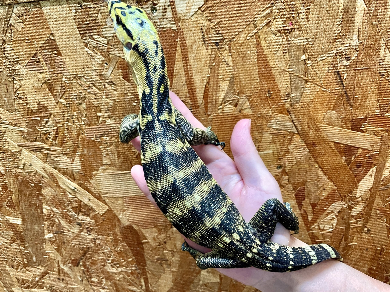 カミンギーモニター(11)