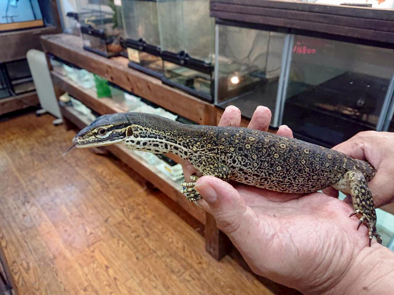 グールドモニター(9)