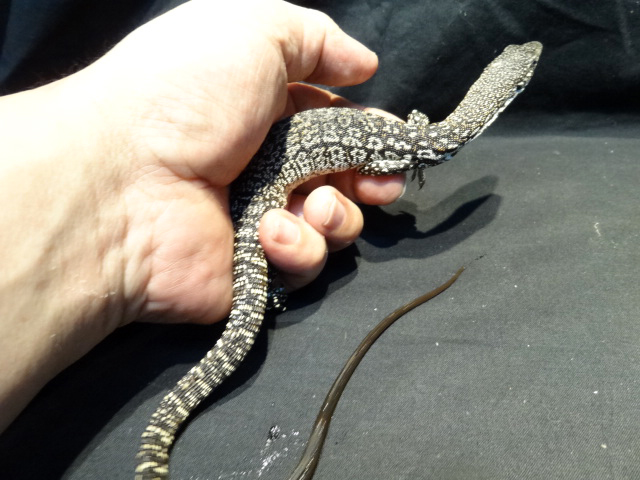 シミリスモニター(11)