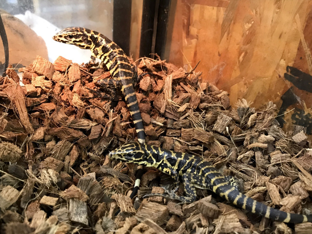 ゴールデンテグー