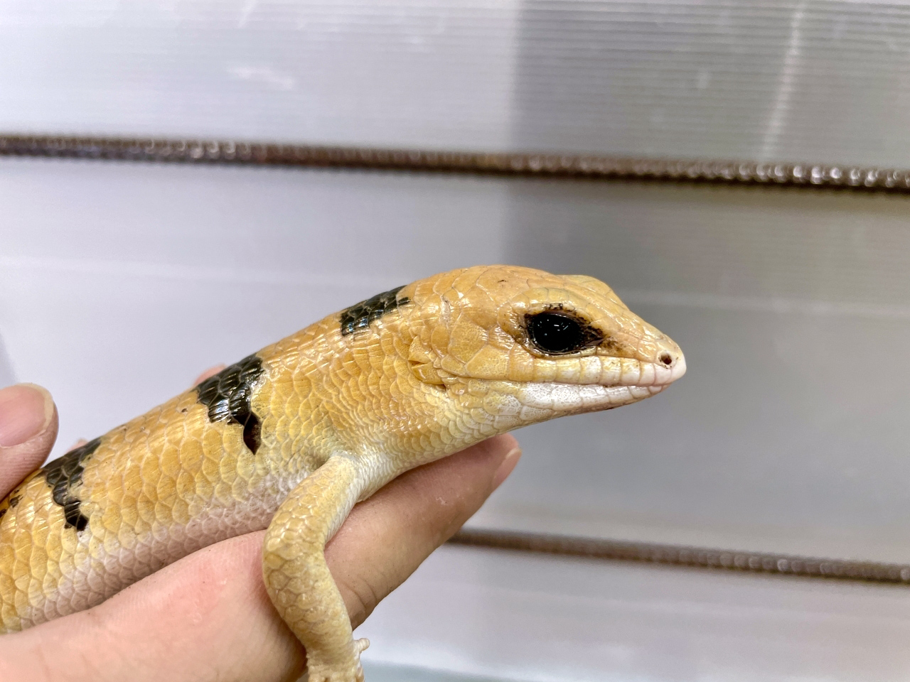 ピーターズバンデッドスキンク(10)