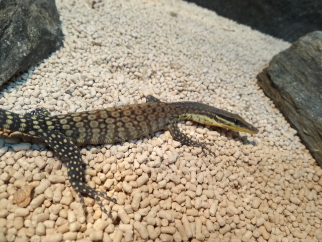 キンバリーロックモニター(4)