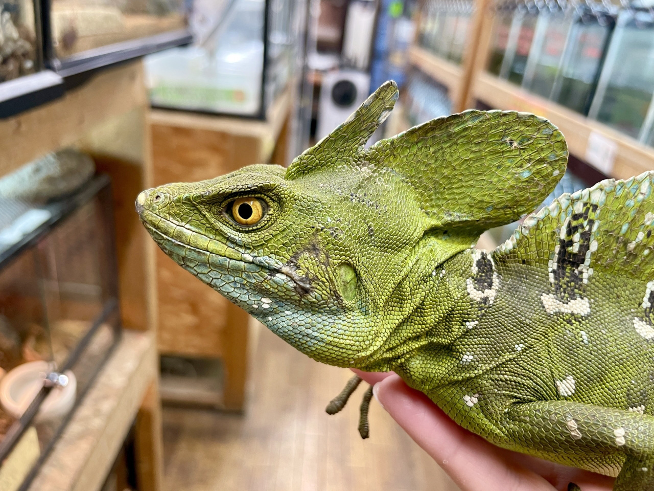 グリーンバシリスク(3)