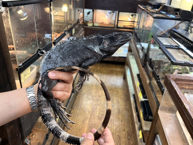 バナナスパイニーテールイグアナ