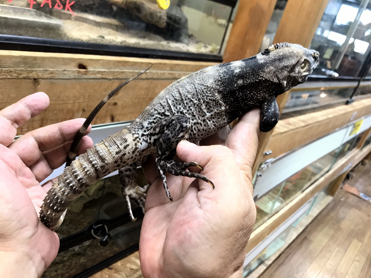 サンエステバントゲオイグアナ(4)