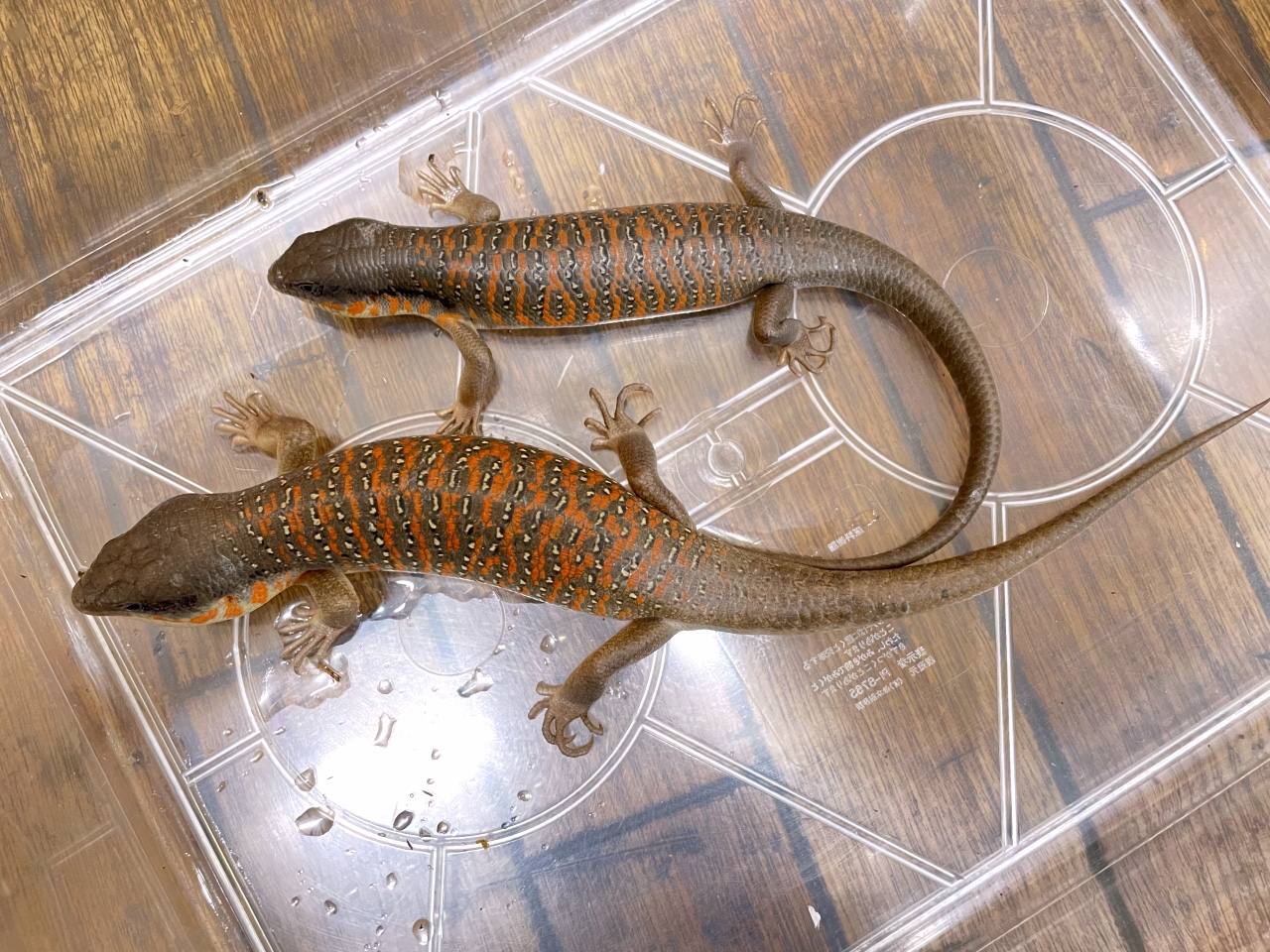 アルジェリアスキンク(3)