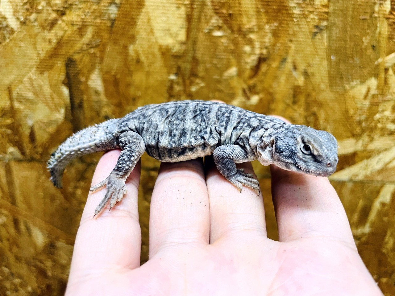 オビトゲオアガマ(7)