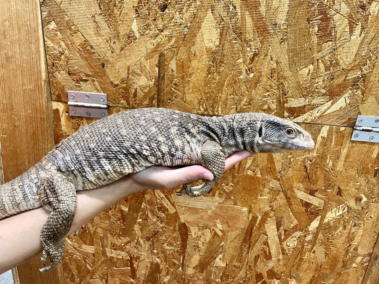 サバンナモニター(10)