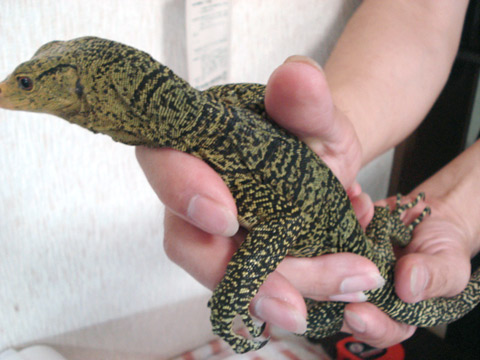 グレイモニター(12)