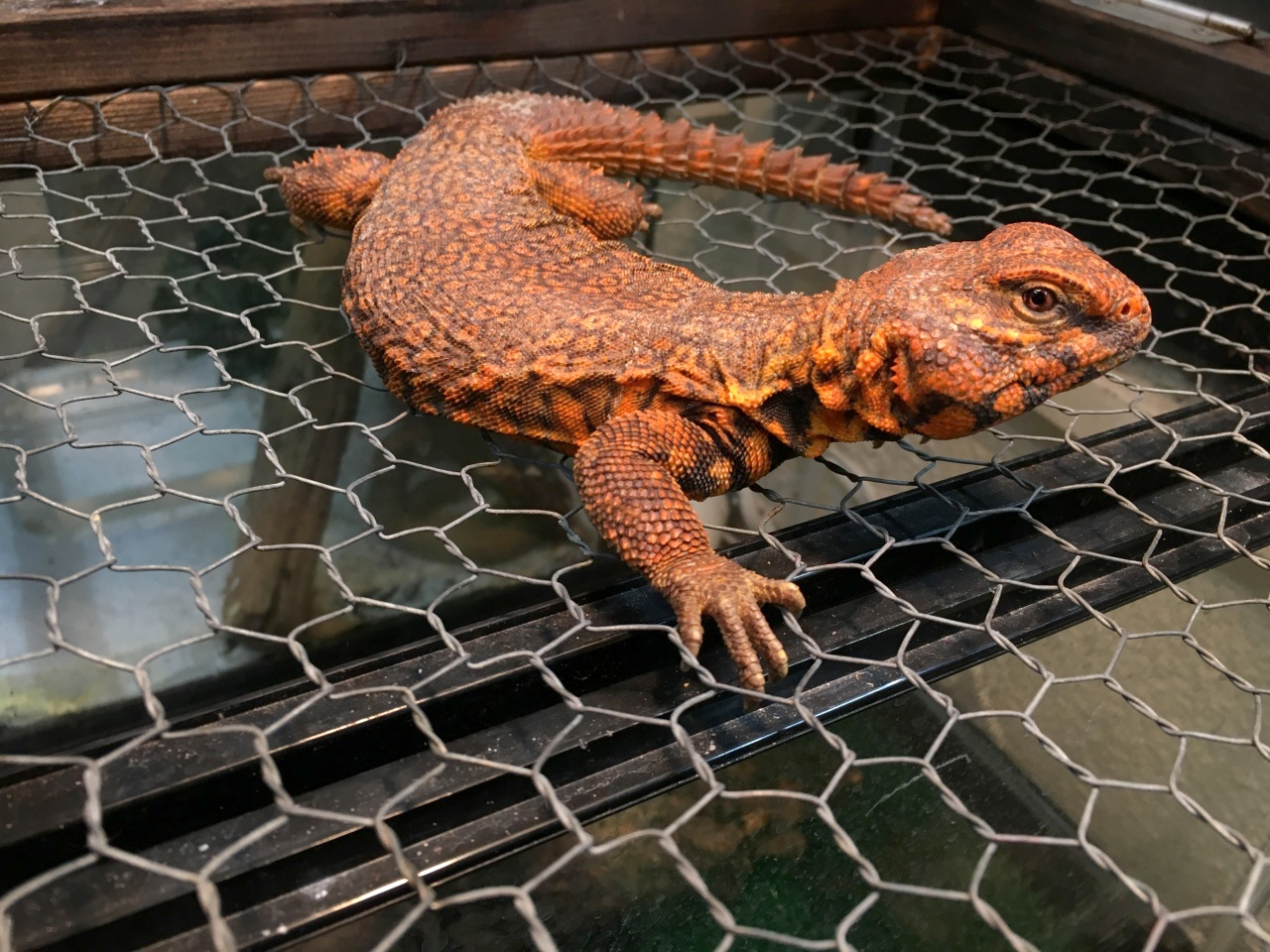 ゲイリートゲオアガマ(1)