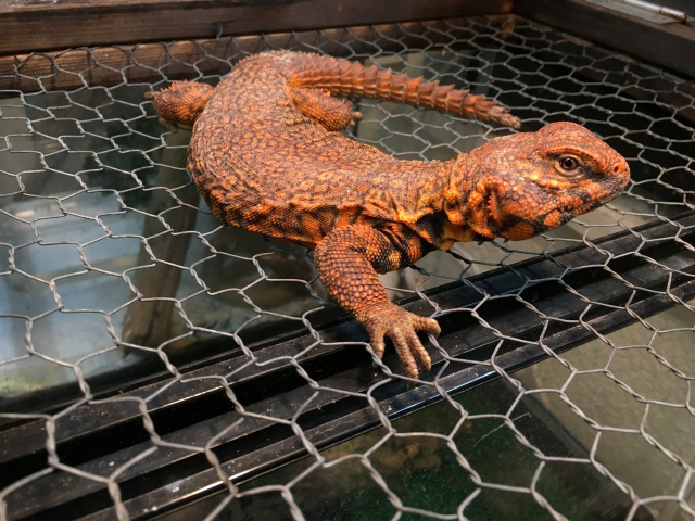 ゲイリートゲオアガマ