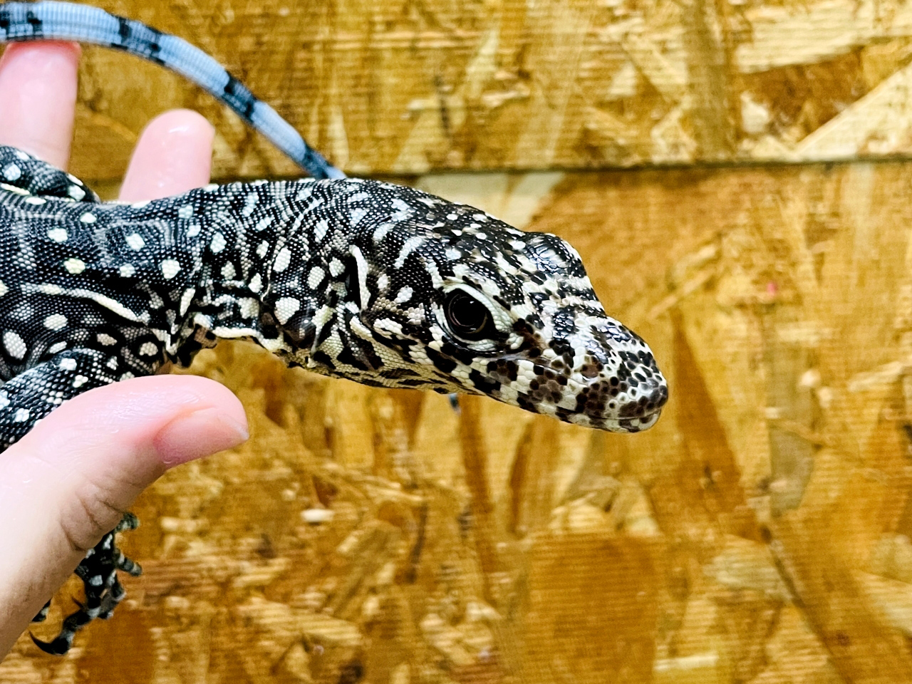 ブルーテールモニター(12)