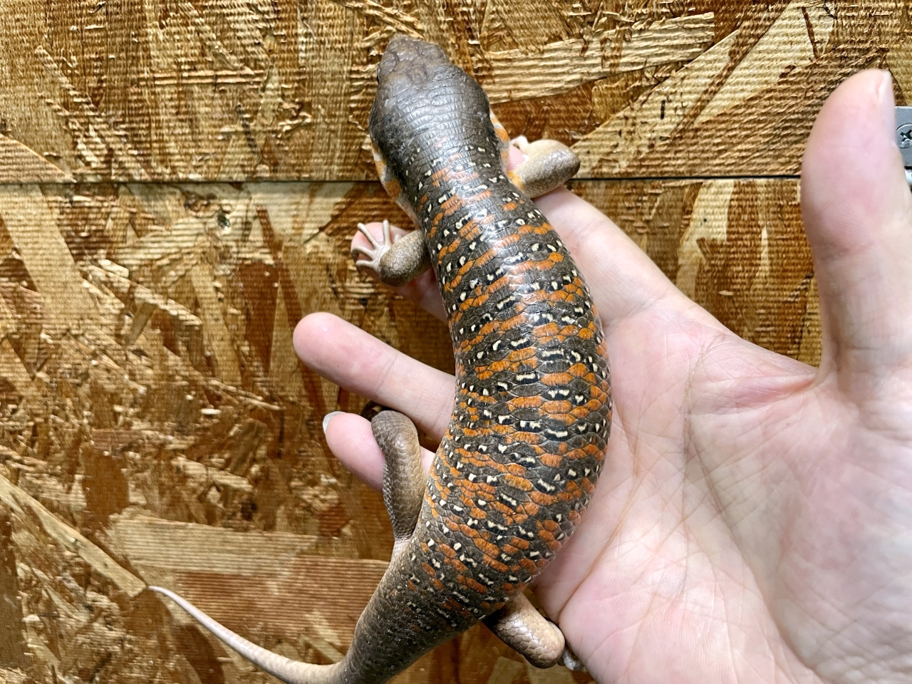 アルジェリアスキンク(2)