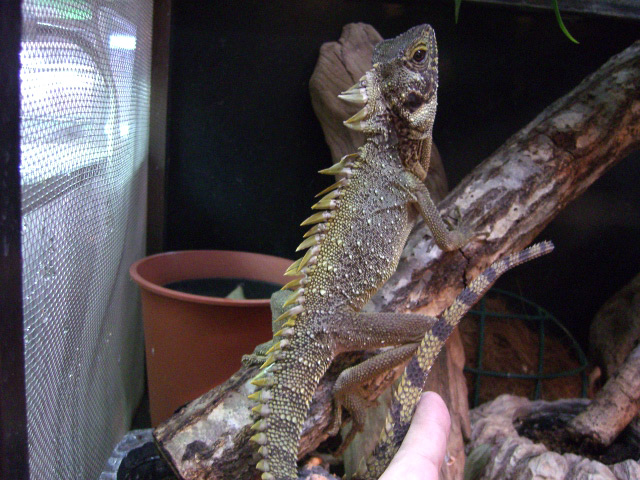 ディロフスモリドラゴン(12)