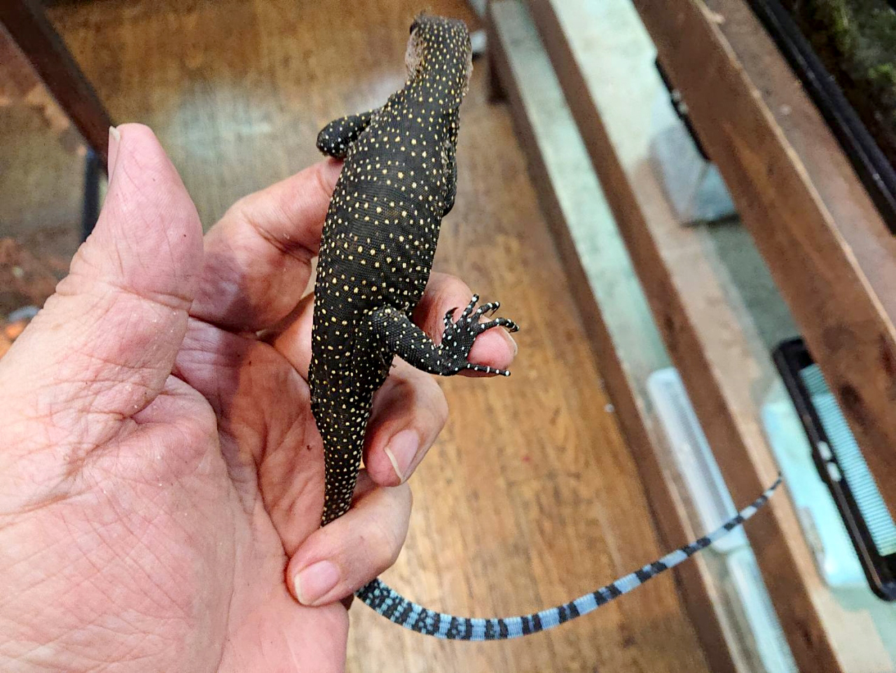 カールシュミットモニター(6)