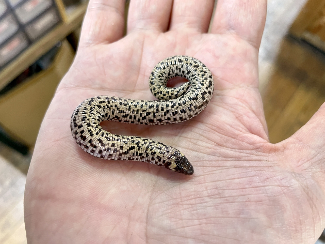 コモチミミズトカゲ(3)