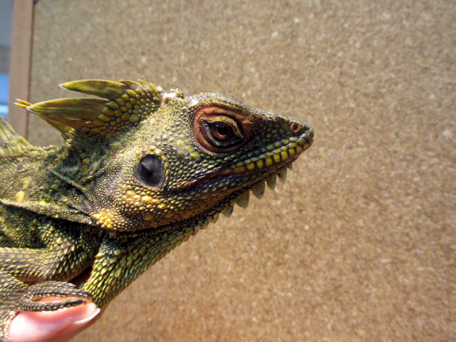 ディロフスモリドラゴン(10)