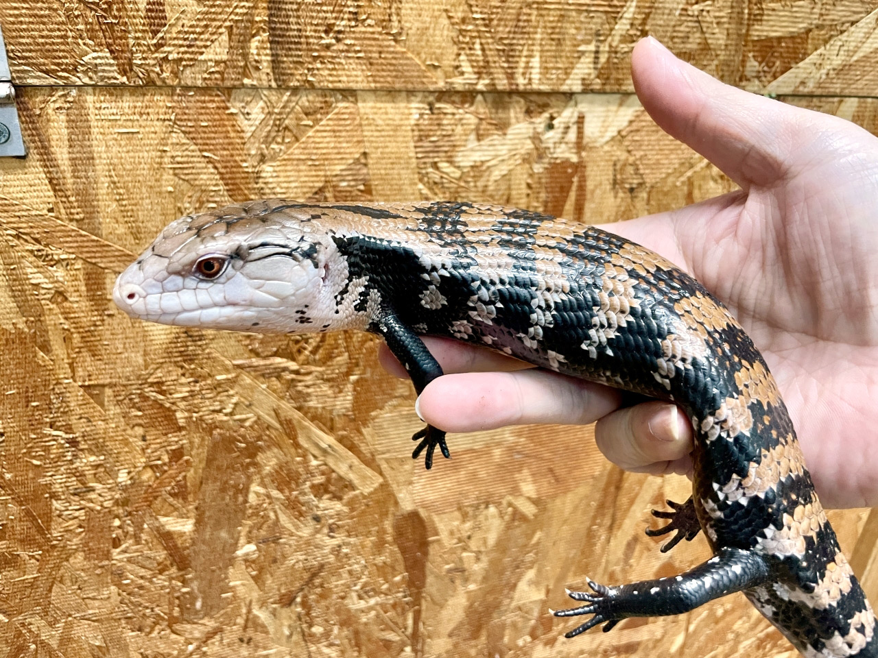 ハルマヘラアオジタトカゲ(4)