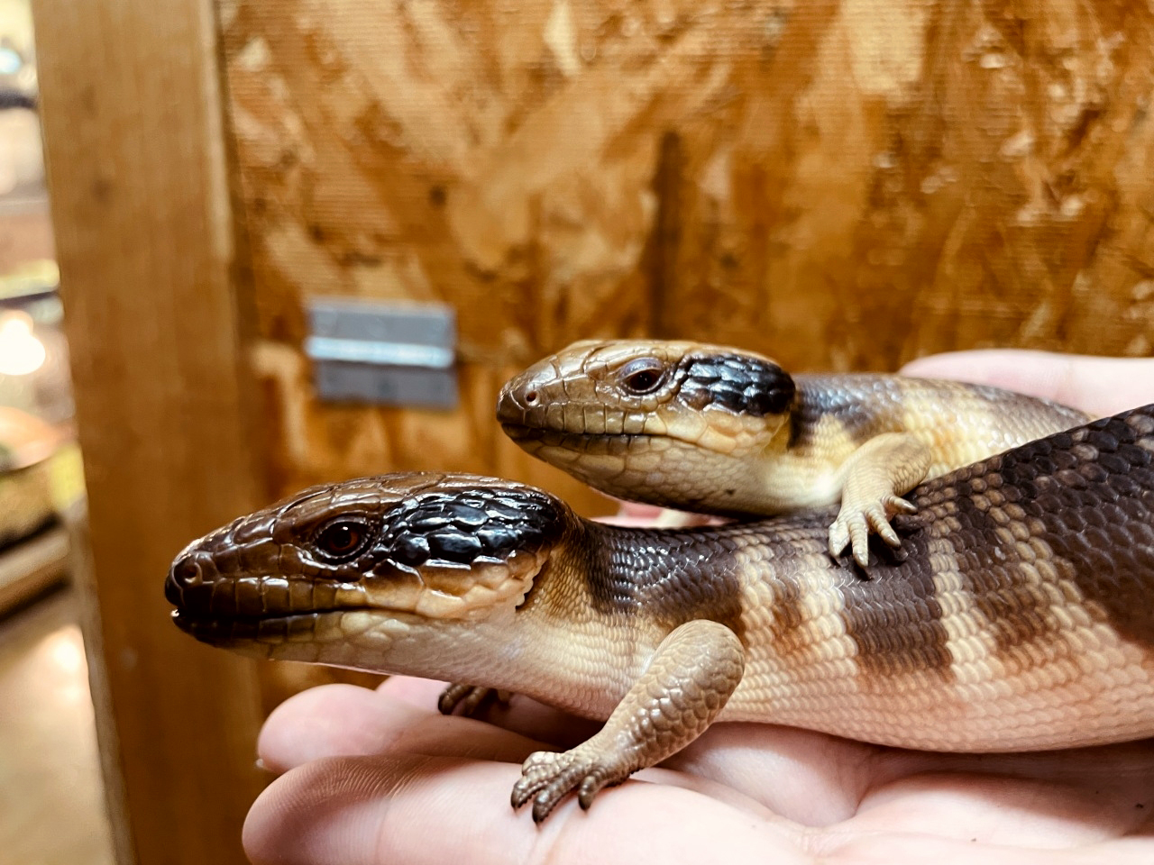 ニシアオジタトカゲ(2)