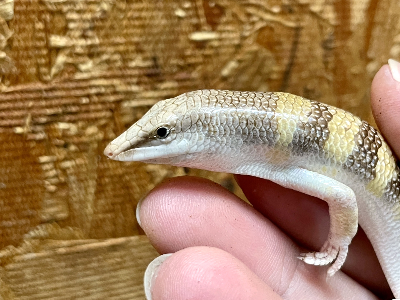 サンドフィッシュ(8)