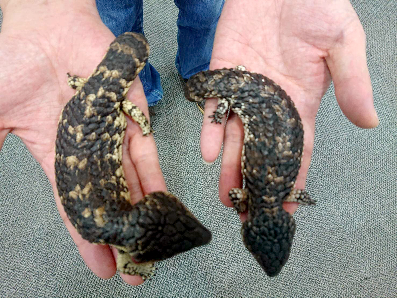 ヒガシマツカサトカゲ(3)