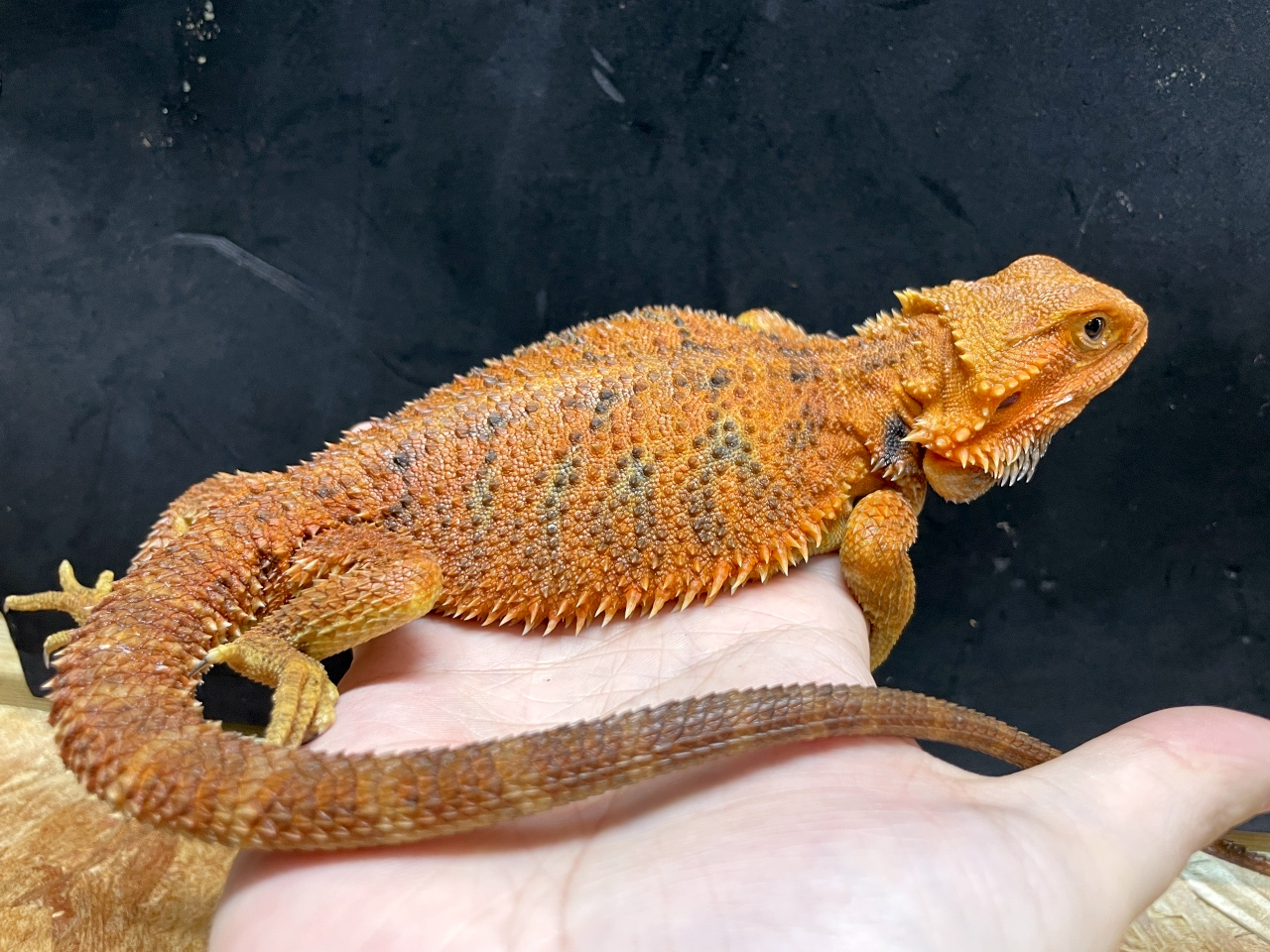 フトアゴヒゲトカゲ(8)
