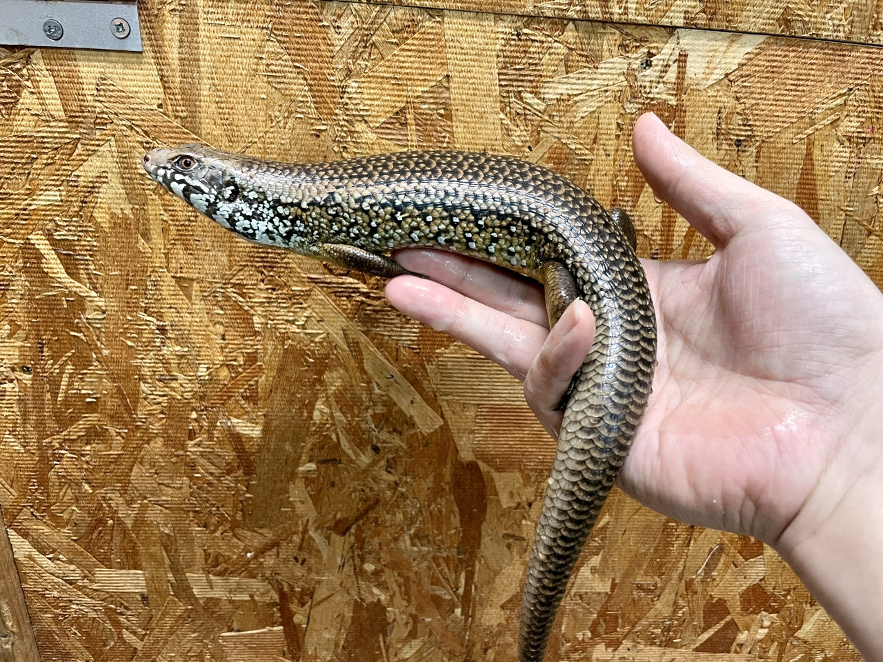 フレーリーイワトカゲ(5)