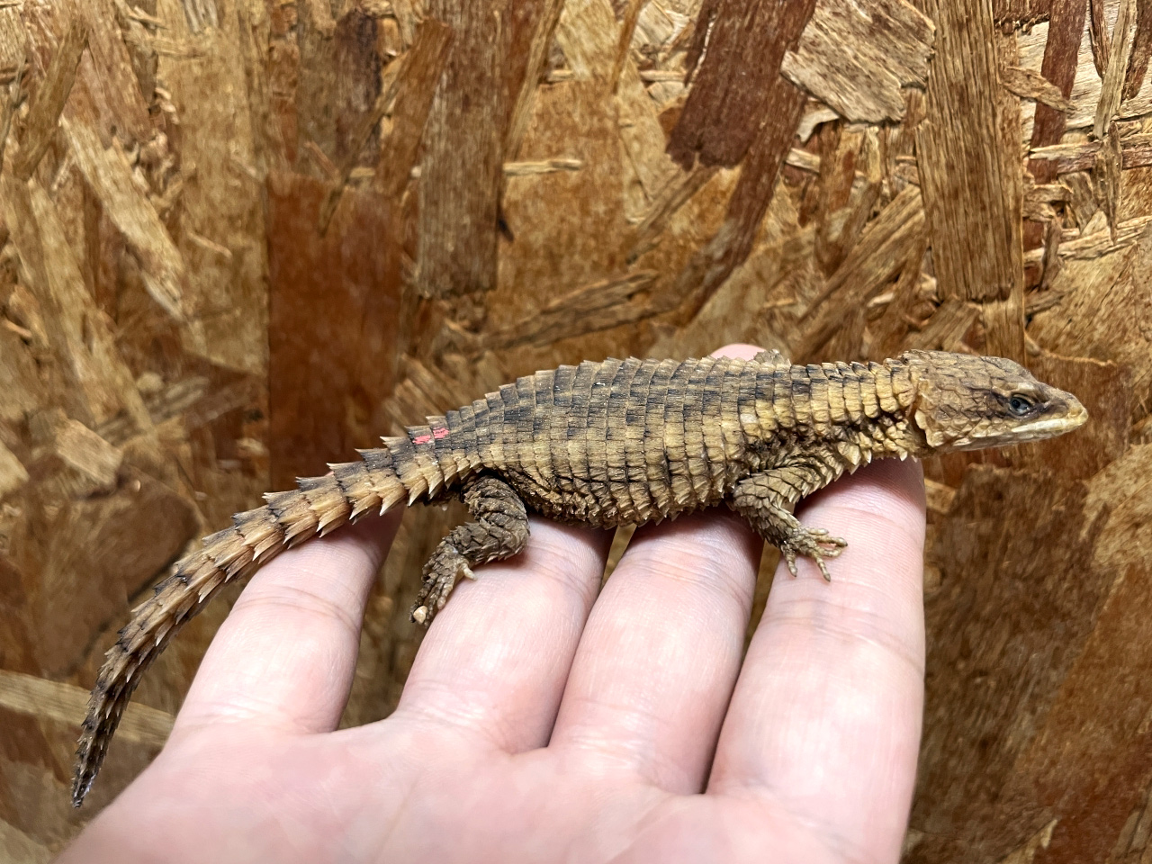 マサイヨロイトカゲ(7)