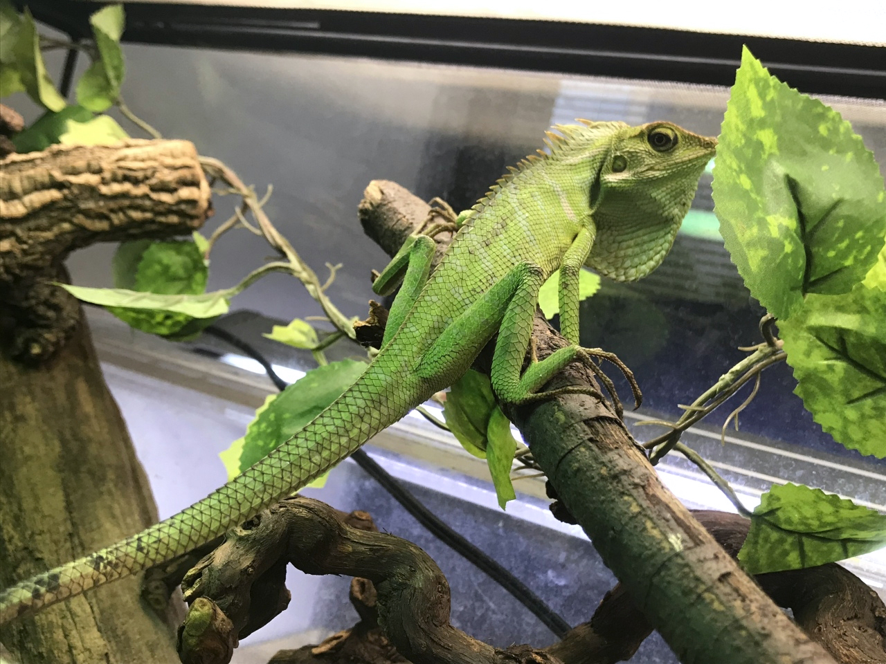 ユバトカロテス(2)