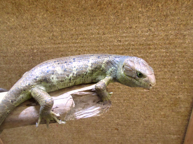 オマキトカゲ(8)