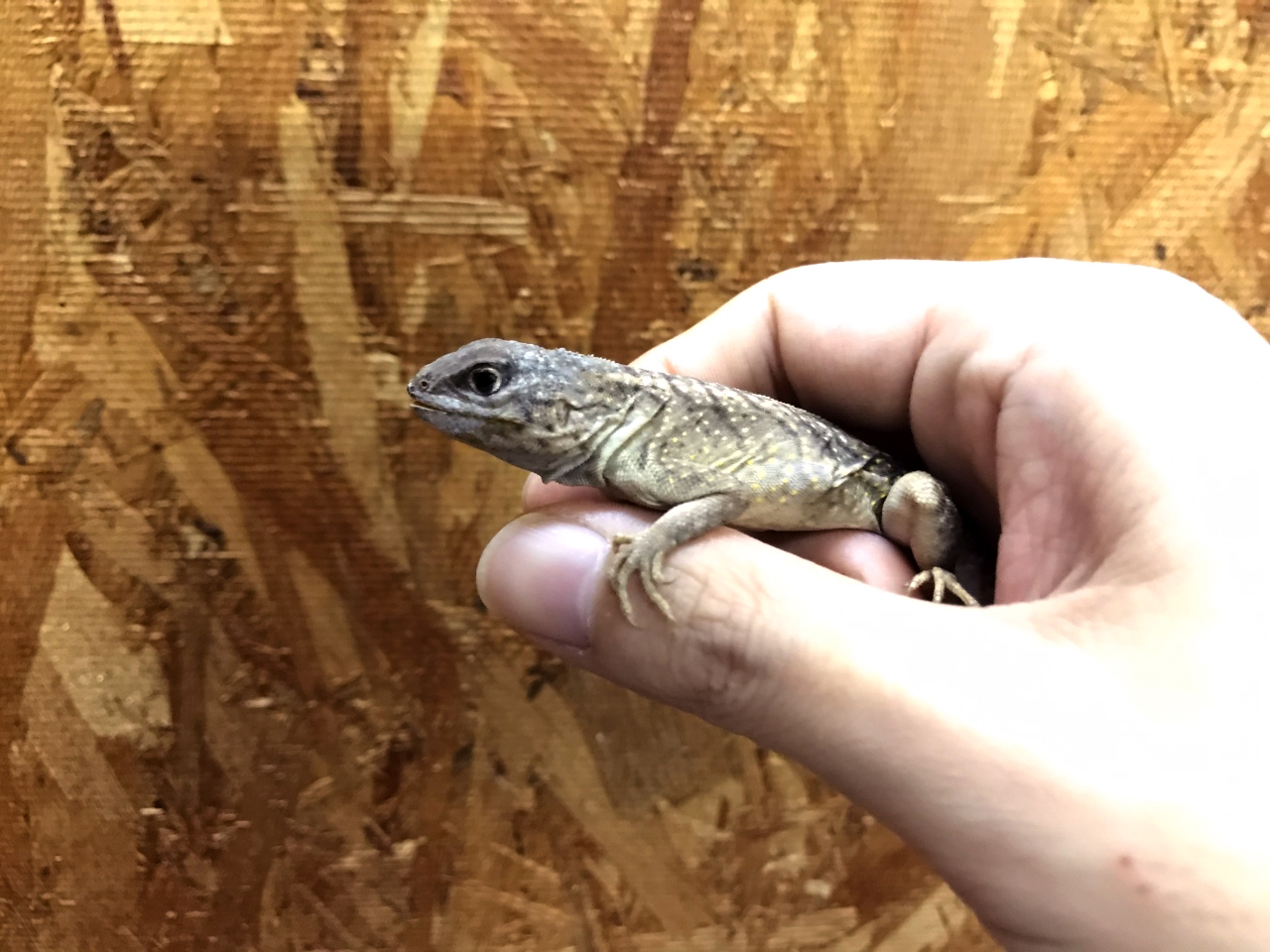 ミツメイグアナ(3)