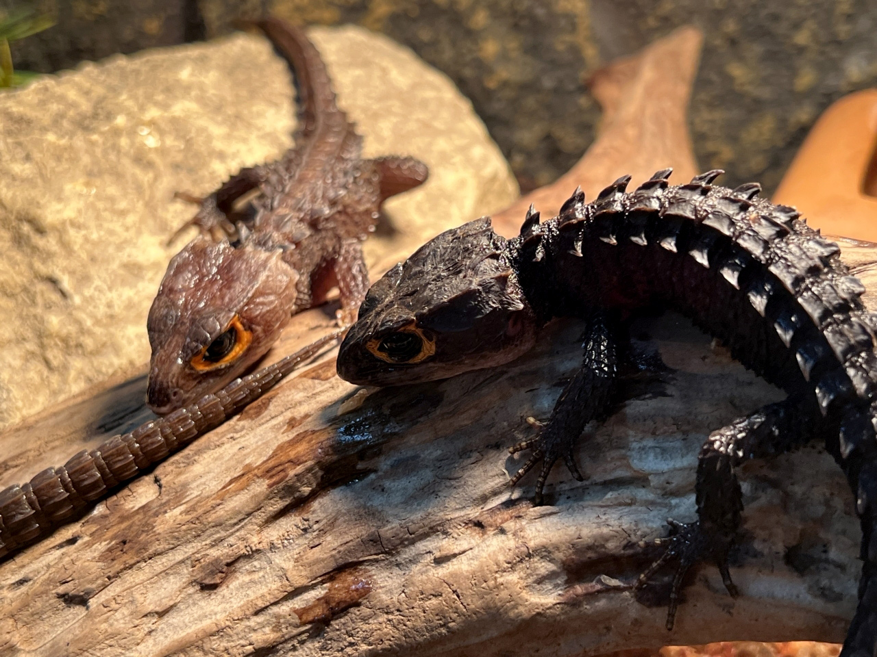 アカメカブトトカゲ(2)
