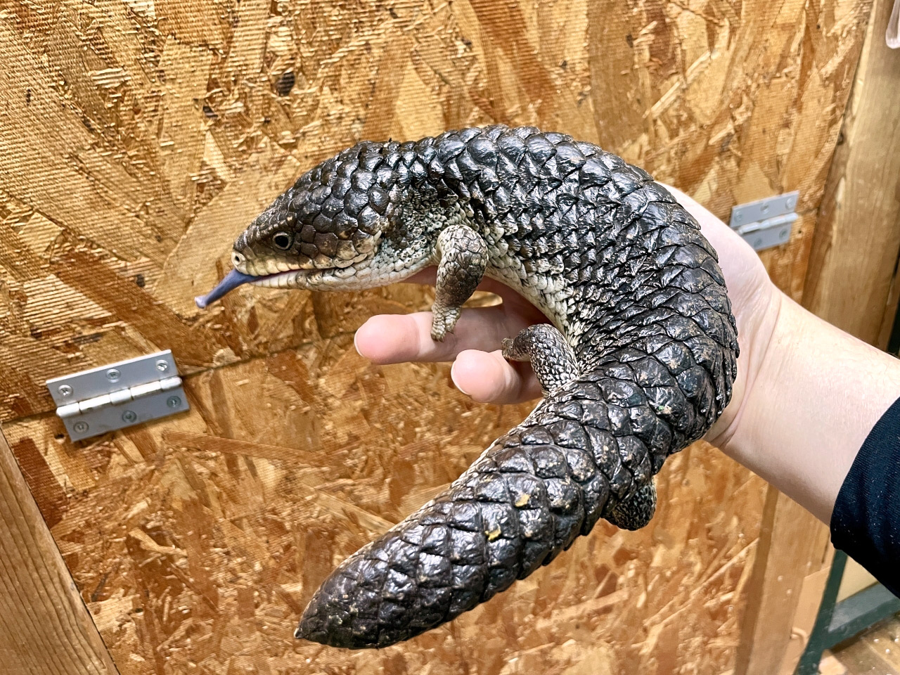 ニシマツカサトカゲ(8)