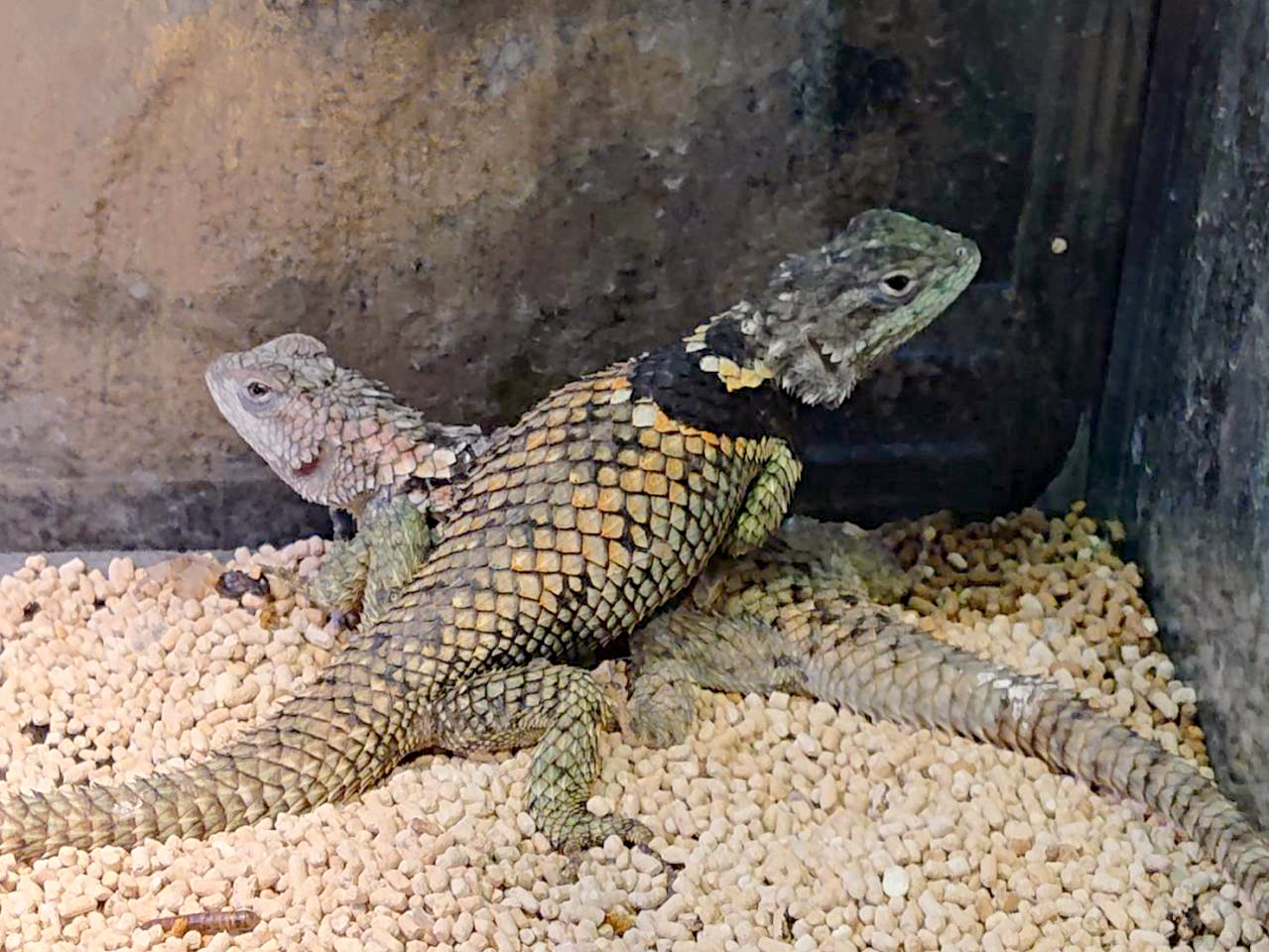 メキシコアオハリトカゲ(6)