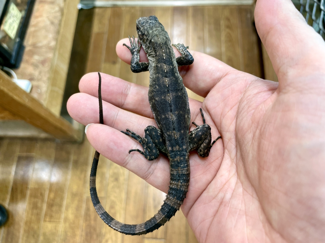 ベイカートゲオイグアナ(3)