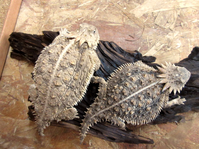 リーガルツノトカゲ(8)