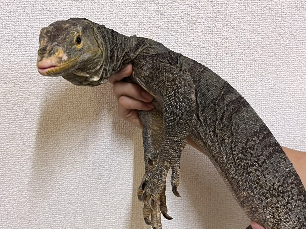 グレイモニター(8)