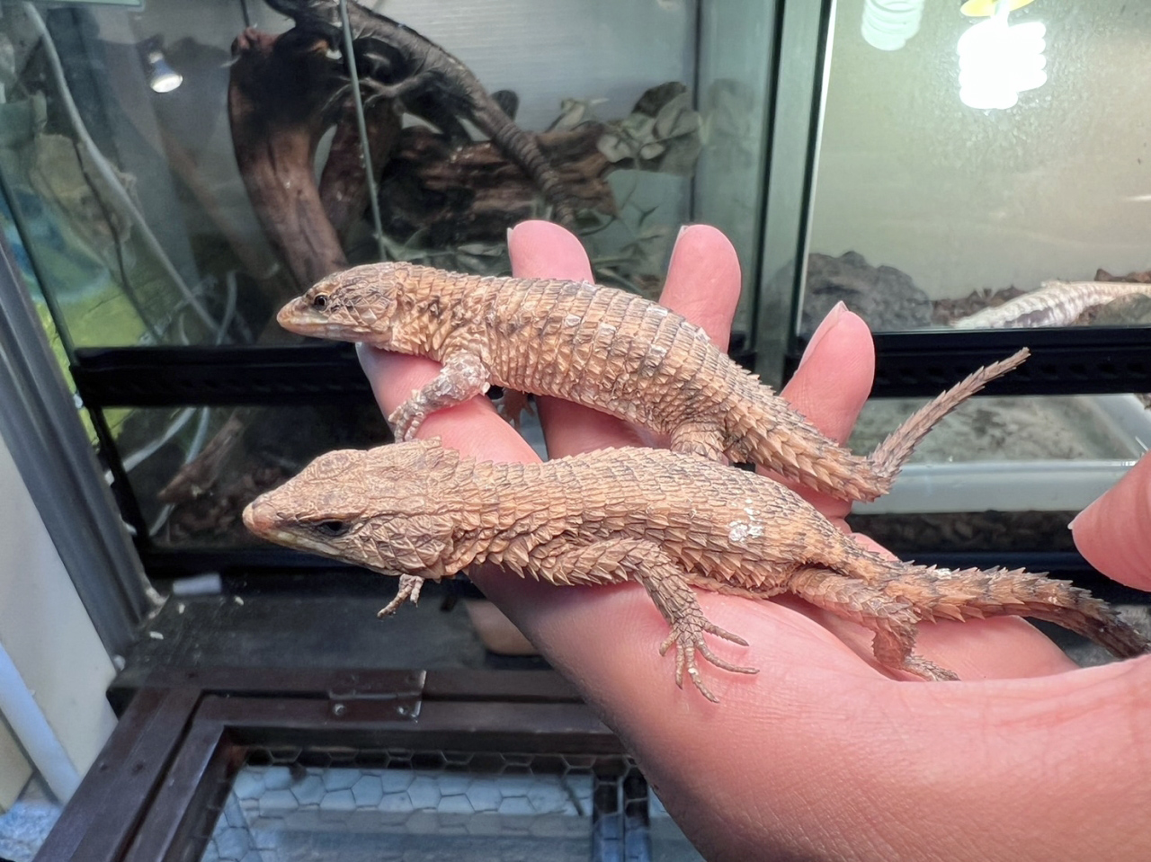 トロピクスヨロイトカゲ(12)